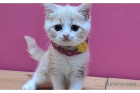 成約済の東京都のスコティッシュフォールド-101310の2枚目